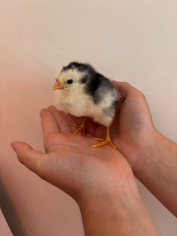 Stunning Hybrid chicks
