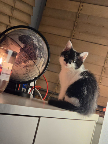 4 fluffy kittens waiting for forever home