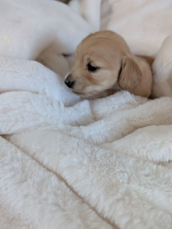 Long haired stunning puppies