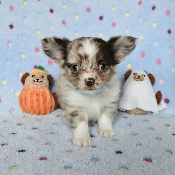 Long haired Choc Merle BOY, Thai dad...