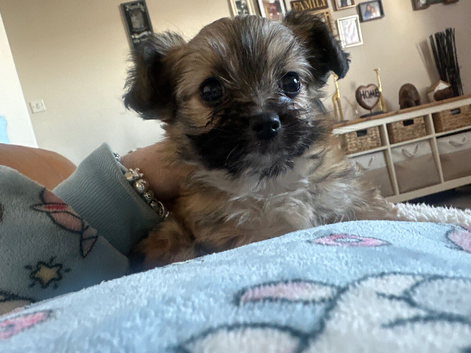 Chihuahua Maltese mix for sale