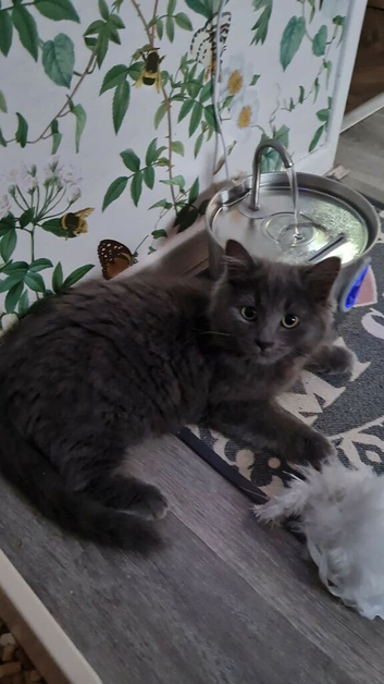 Rogdoll kitten cross british blue