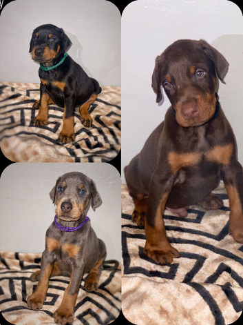 Stunning Dobermann Puppies
