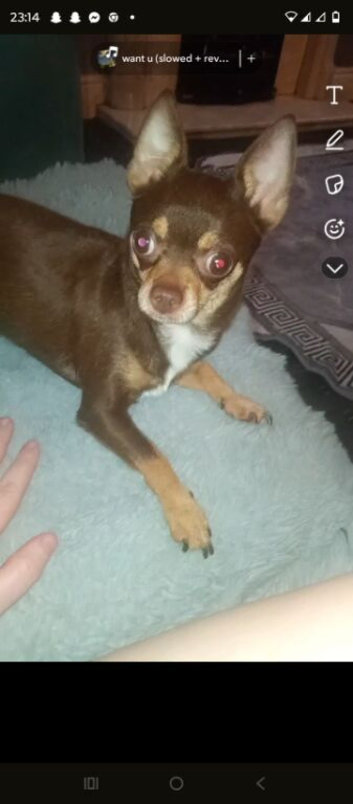 Female teacup chihuahua
