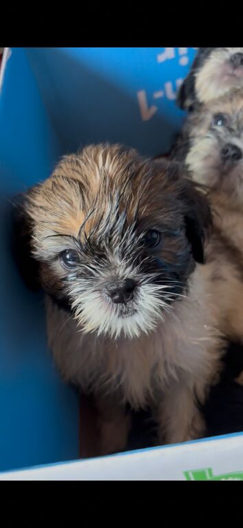 Full pedigree Shih Tzu puppies