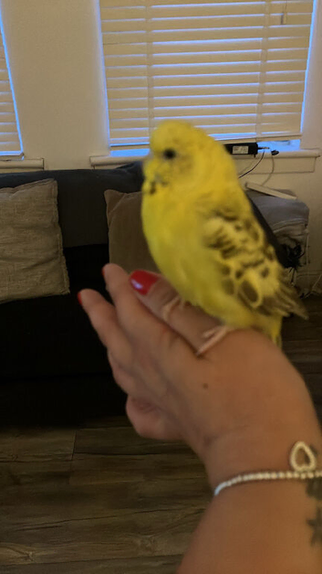 Beautiful hand tame hen