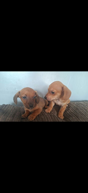 Puppies