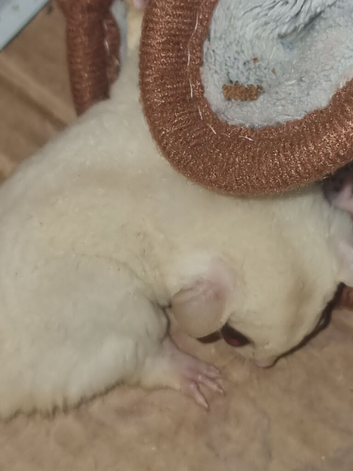 3 beautiful bonded girl available
