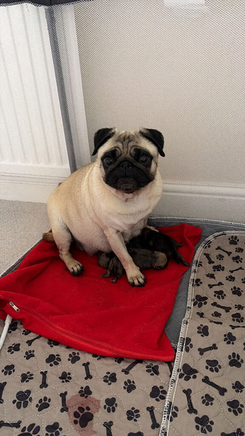 pug puppies