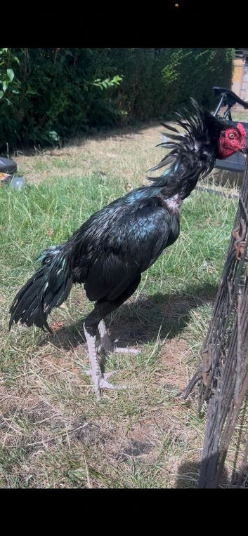 Pure Aseel for sale