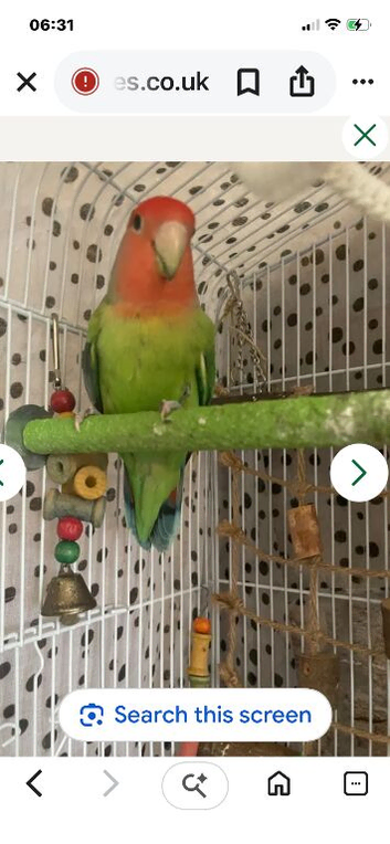 Beautiful semi tame male lovebird