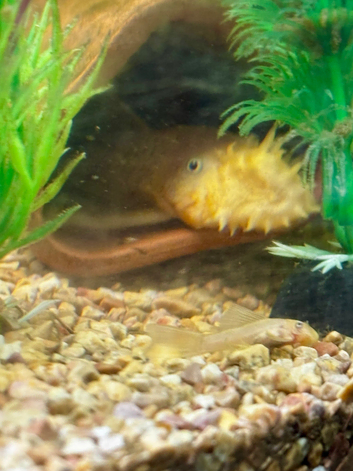 Lemon long fin bristlenose pleco