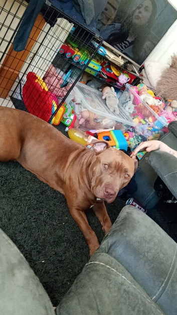 Beautiful girl bully