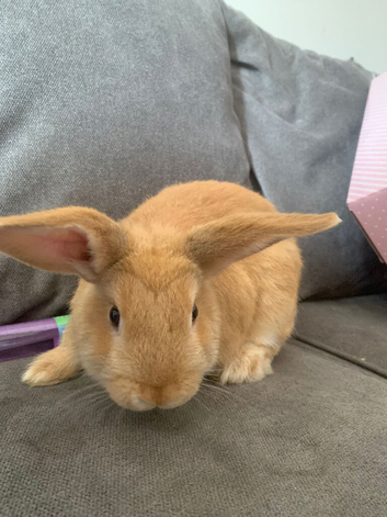 2 Rabbits&rsquo;s