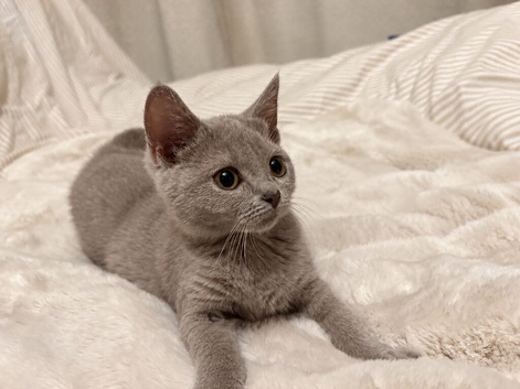 British short hair Russian blue
