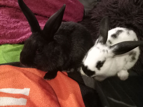 4 baby bunny's 9wks old. (2girls,2boys)