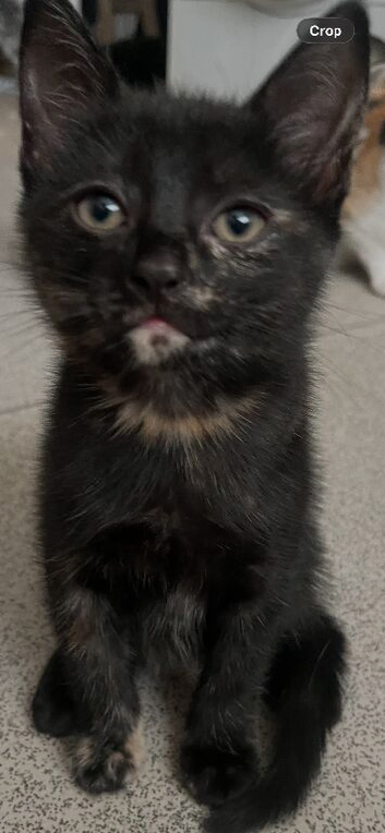 Beautiful kittens for sale
