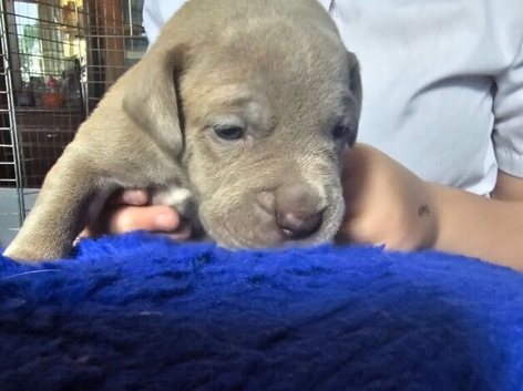 Cane Corso x Great Dane Puppies 6 Puppies Available