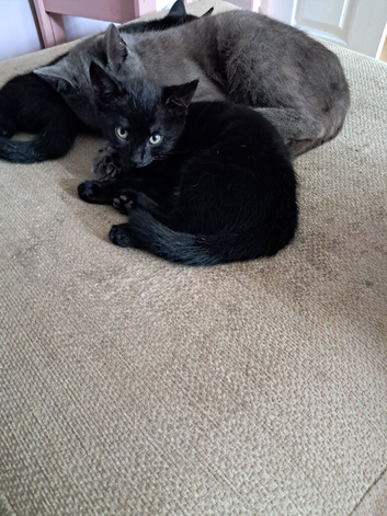 9 weeks black kittens
