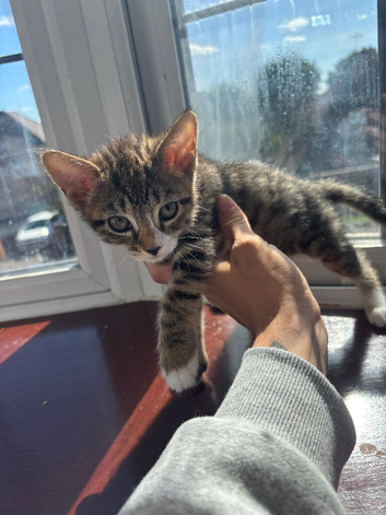 I have 4 brand new girl kittens looking for good homes