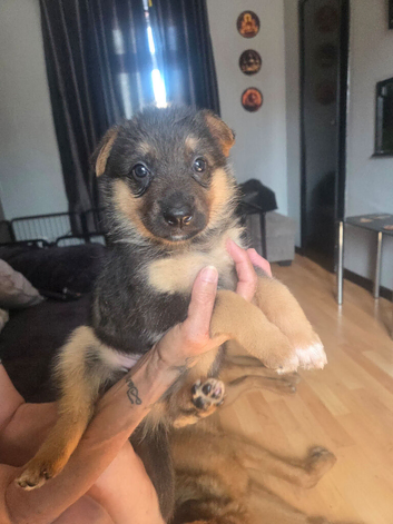 German shepherd puppies