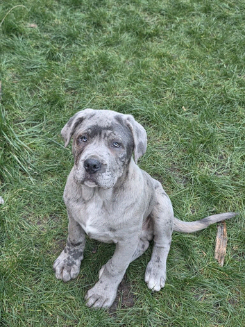 Beautiful Cane Corso