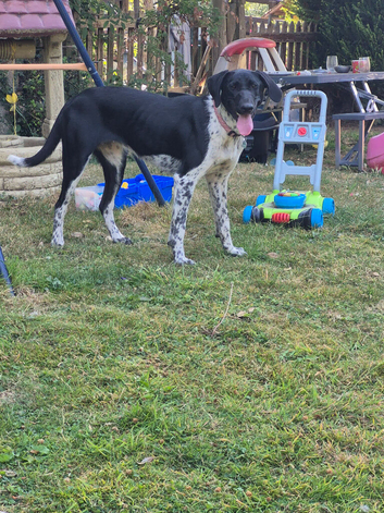 Beautiful female 10 month old German pointer cross collie