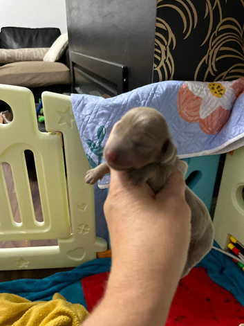 Kc Miniature dachshund