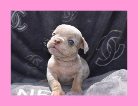 KC REGISTERED Stunning Litter of Exotic English Bulldogs READY TO LEAVE
