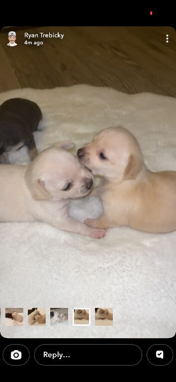 3 female Chihuahua