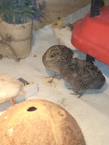 Button quail