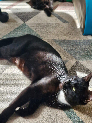 Lovely black kittens