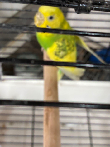Colour budgies for sale