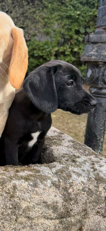 Female Cockerdor Puppy Cocker Spaniel X Labrador.