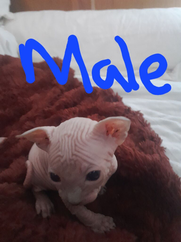 Kitten sphynx