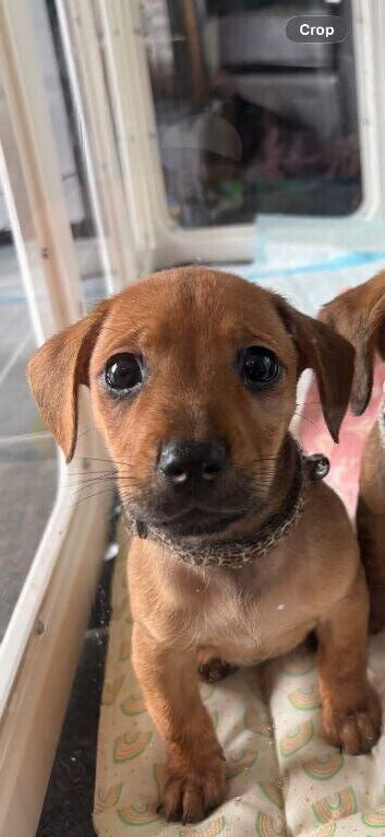 Dachshund cross