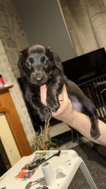 Puppies for sale