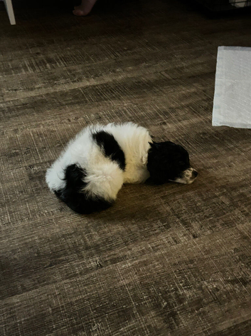 READY NOW Stunning shihpoo X sproodle puppies
