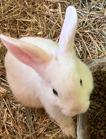 Blue eyed white babies