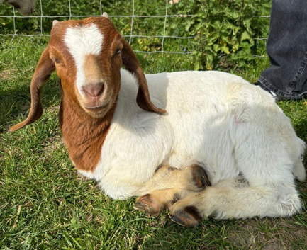 Entire Boer Goat Kids
