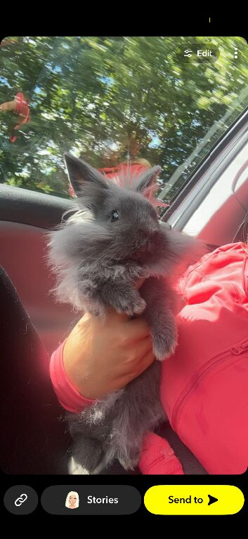 Dwarf male grey lion lop head