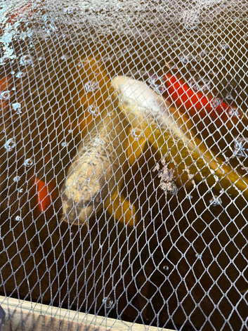 Large koi 18-24 inches