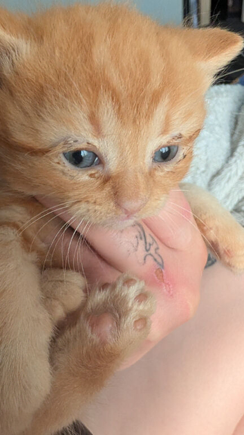 4 beautiful kittens