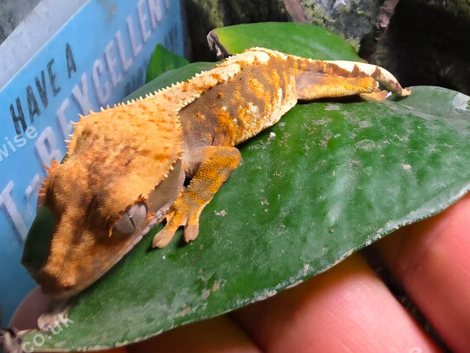 Baby crested geckos