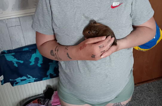 2 male guinea pigs