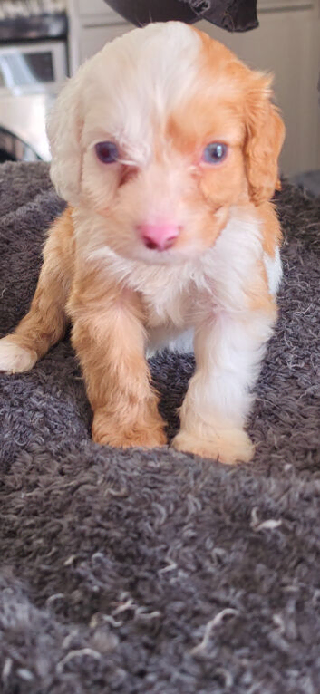 Cockapoo f1 pups &times;3