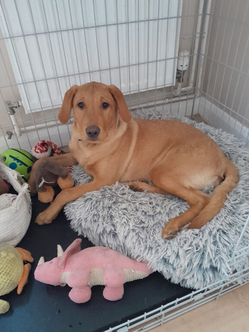 Red lab girl Rosie 5 months old