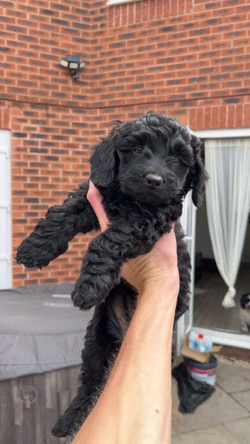 Puppys cockerpoos