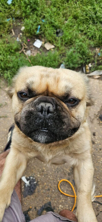 French bulldog long haired