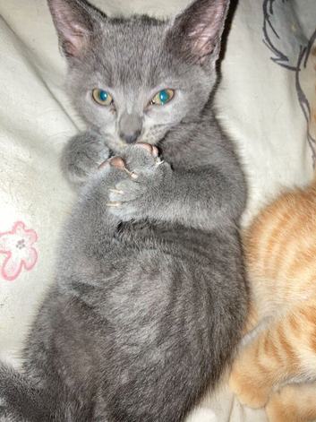 2 ginger males. 1 gray female 9 week old kittens